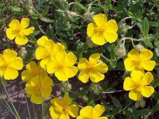 Helianthemum nummularium